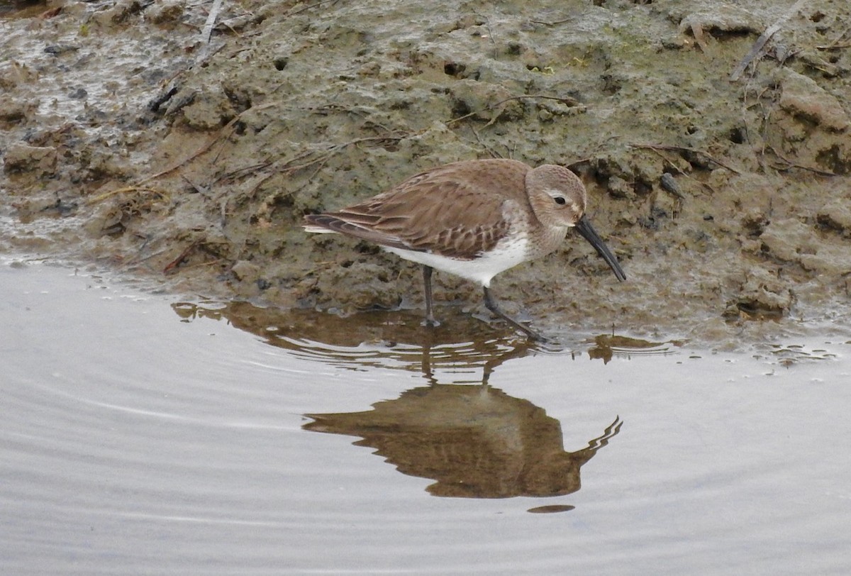 Dunlin - ML80479421