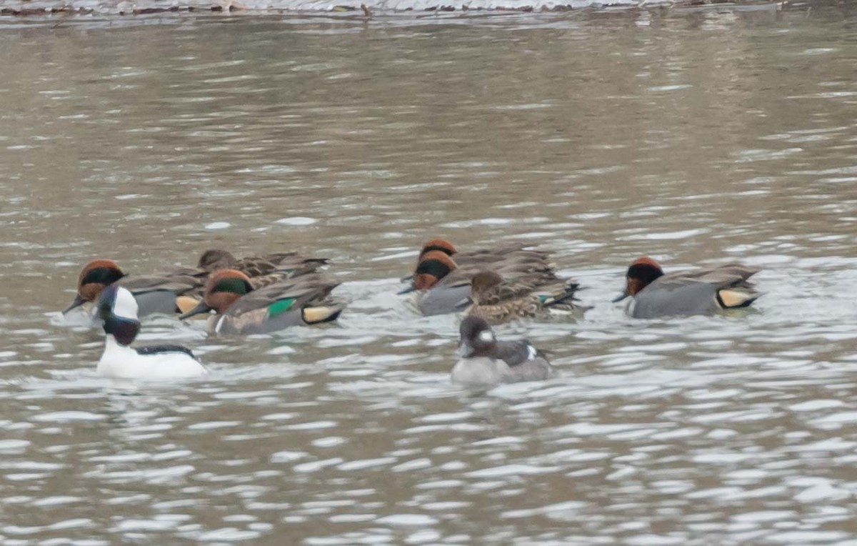 Green-winged Teal - Maury Swoveland