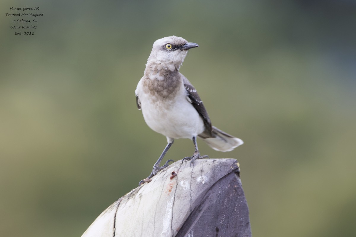 Tropical Mockingbird - Oscar Ramirez Alan