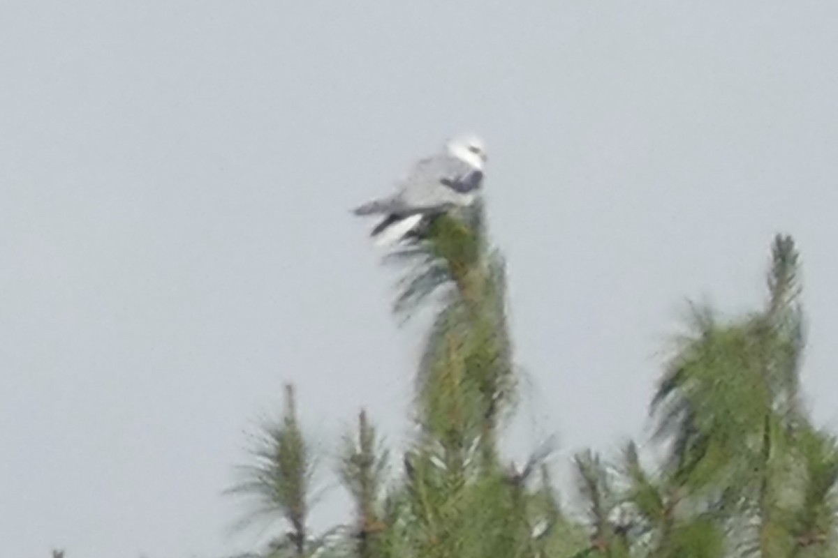 White-tailed Kite - ML80482091