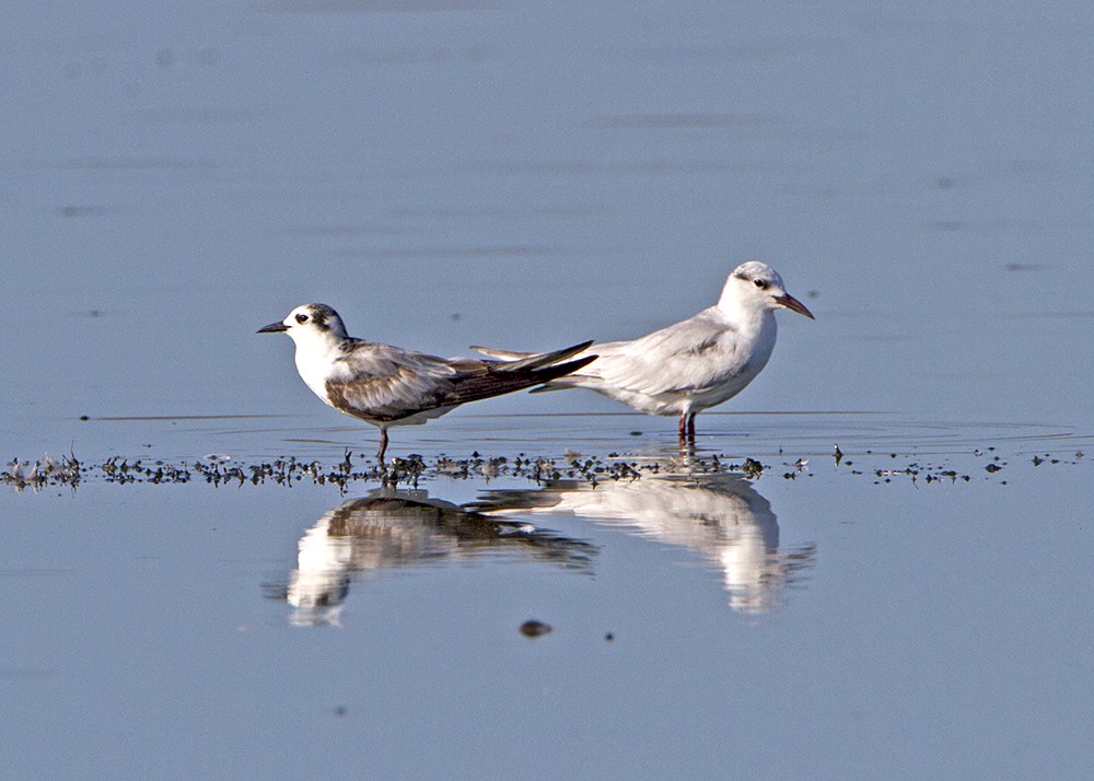 White-winged Tern - ML80483081