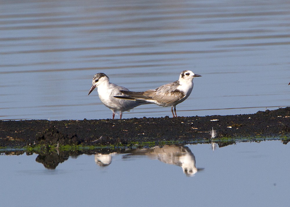 Weißflügel-Seeschwalbe - ML80483131