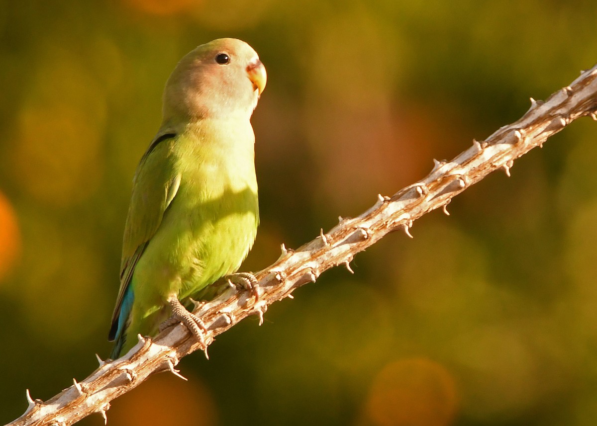 Rosy-faced Lovebird - Glenda Jones