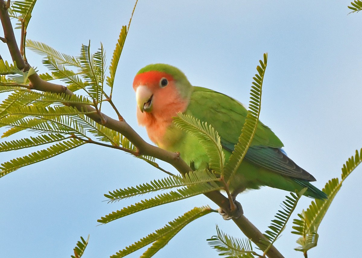 Rosy-faced Lovebird - Glenda Jones