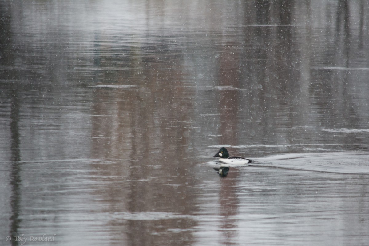 Common Goldeneye - ML80484861