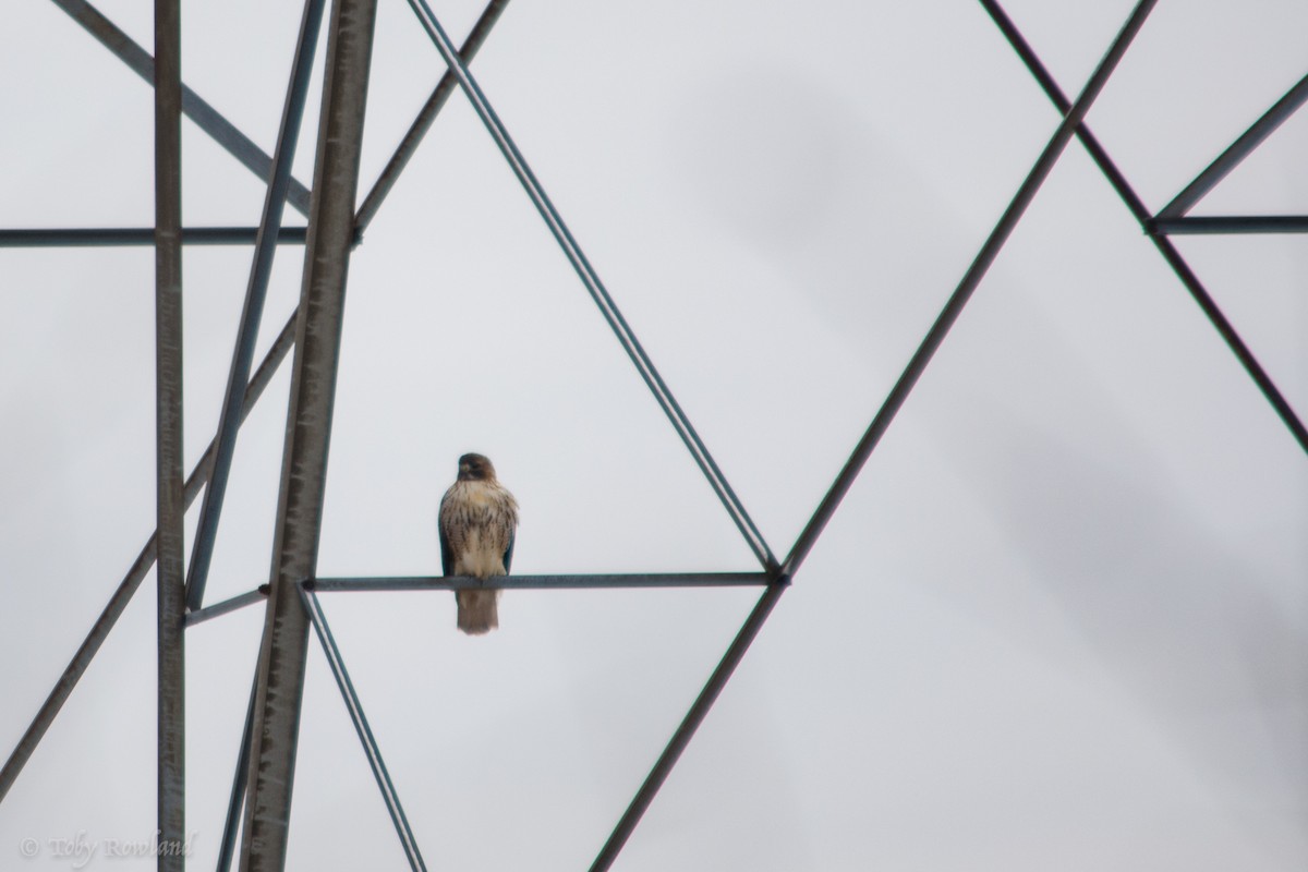 Red-tailed Hawk - Toby Rowland