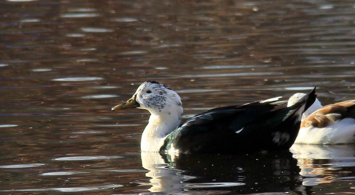 Muscovy Duck x Mallard (hybrid) - ML80486631