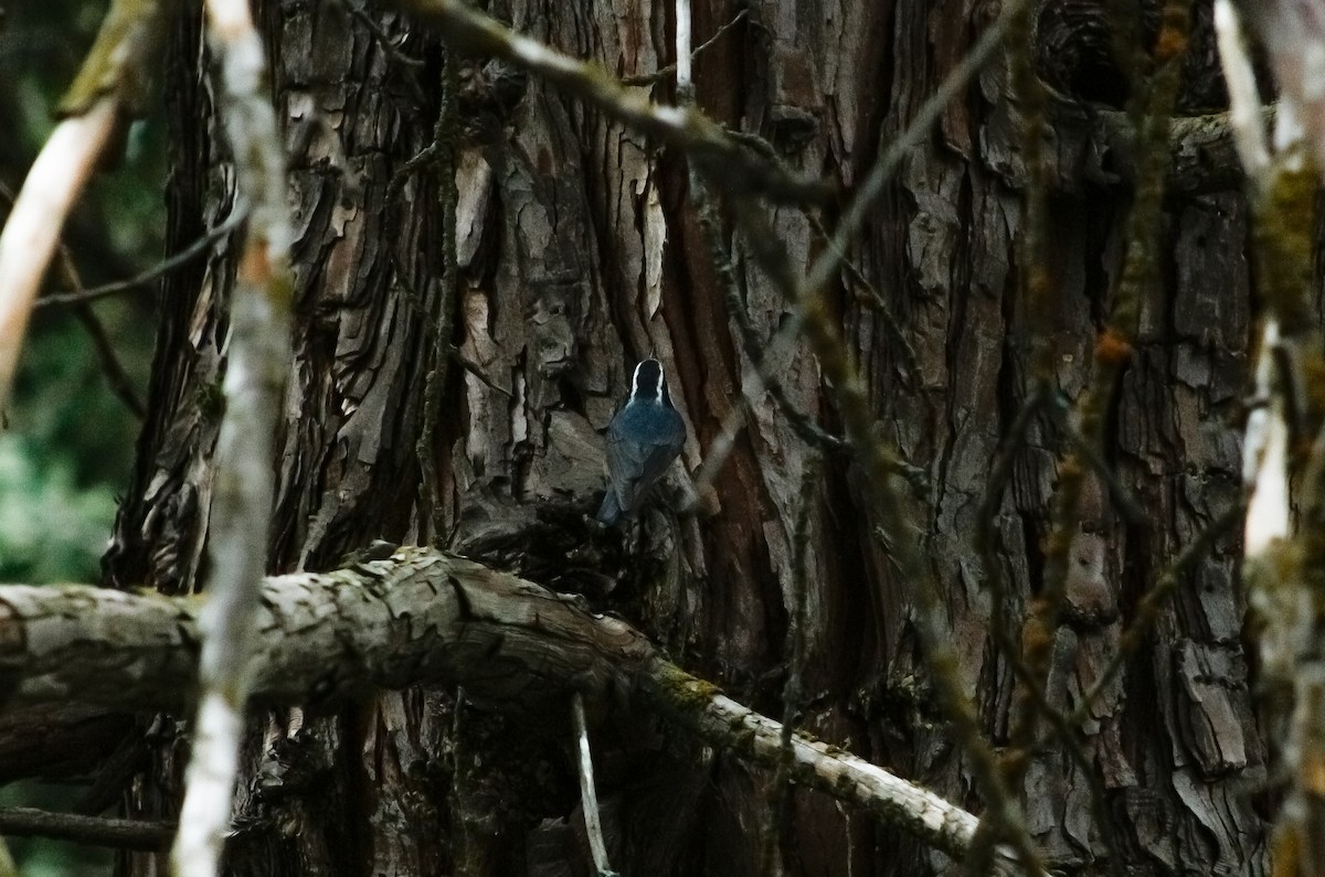 Red-breasted Nuthatch - Kiehl Smith