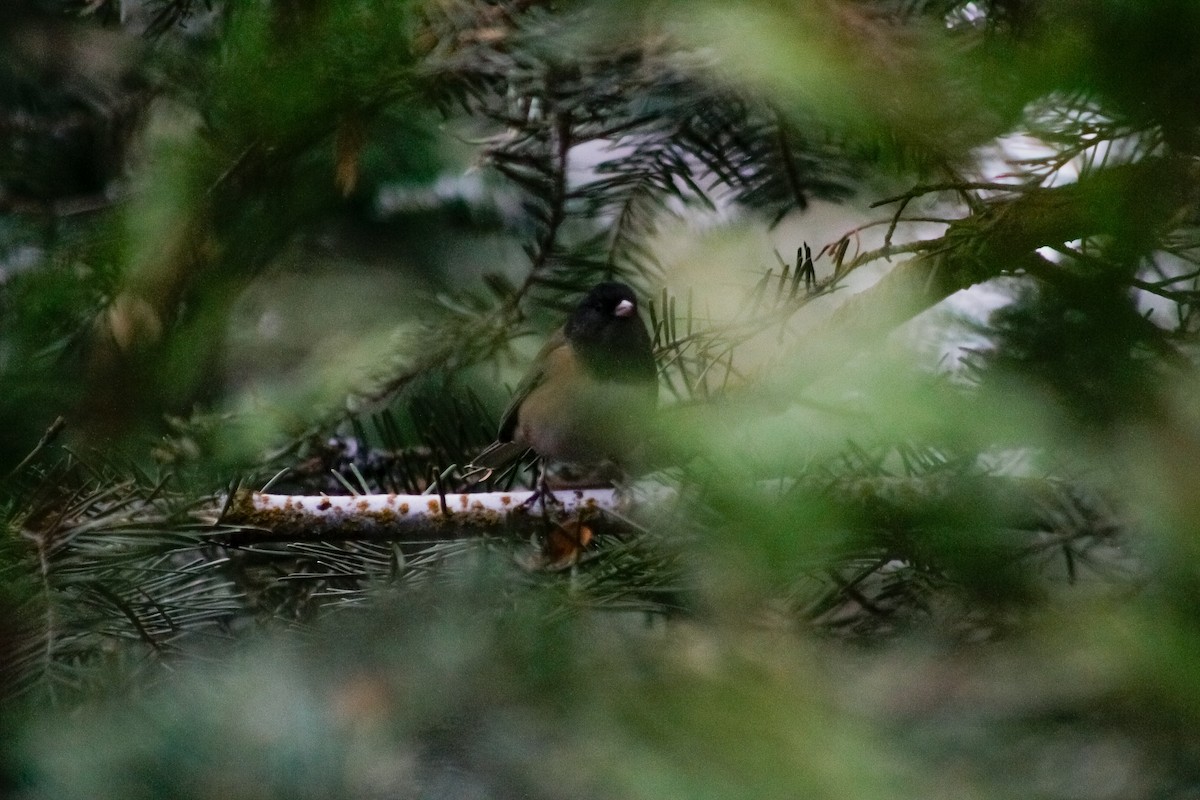 Dark-eyed Junco - Kiehl Smith