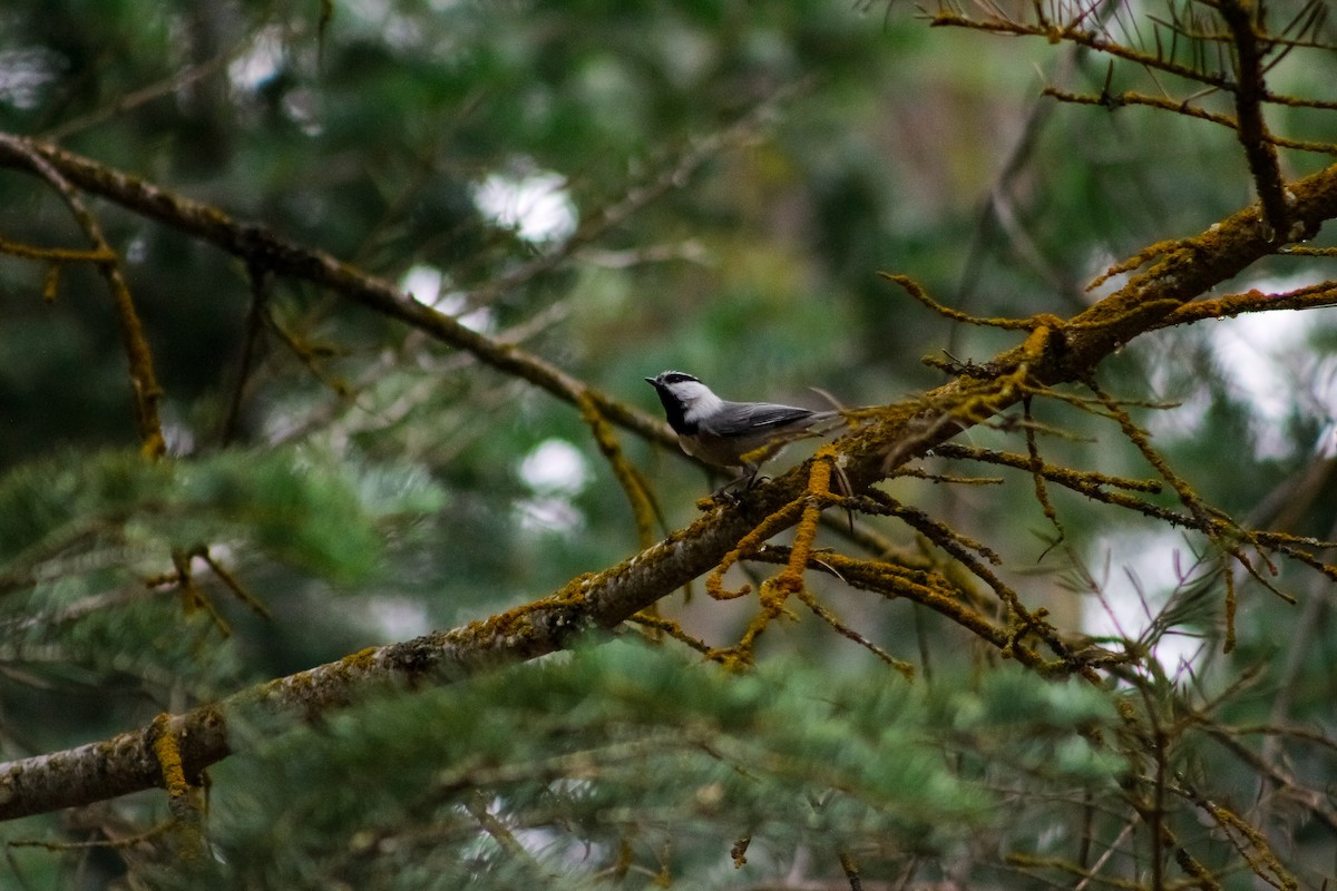 Mountain Chickadee - Kiehl Smith