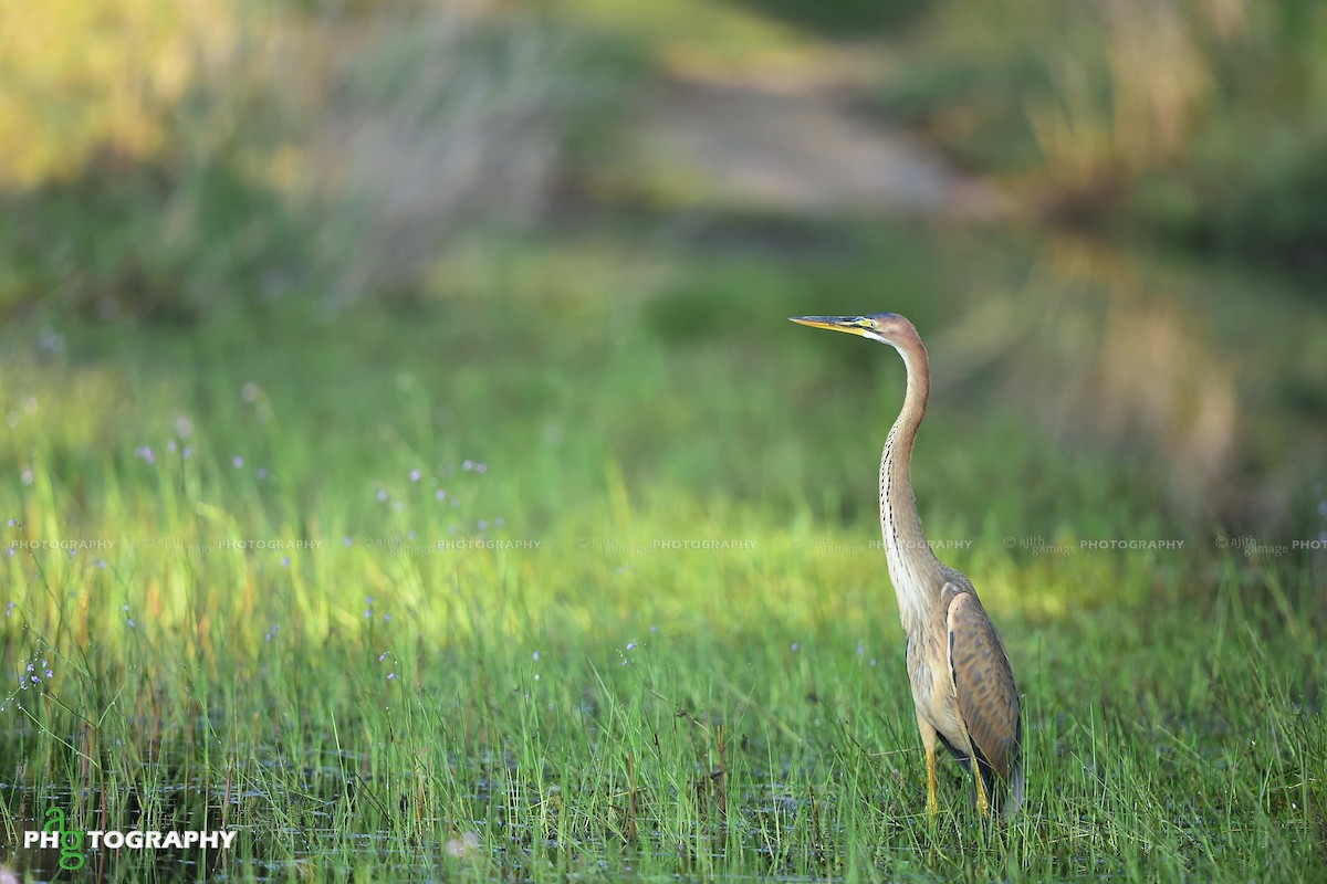 Purple Heron - Ajith Gamage