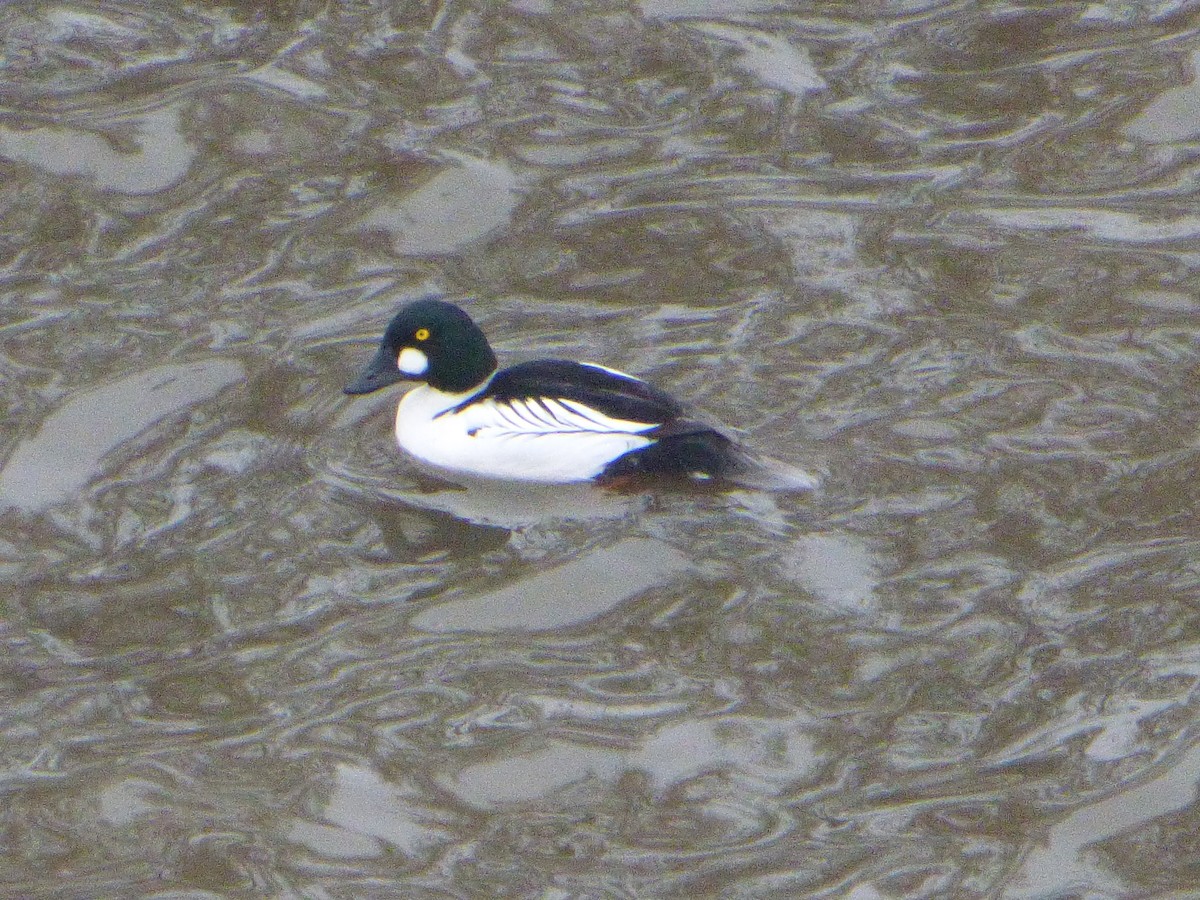 Common Goldeneye - ML80488611
