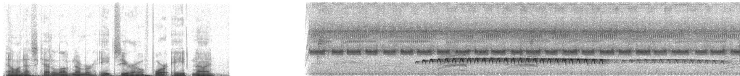 Western Fire-eye (maura Group) - ML80489