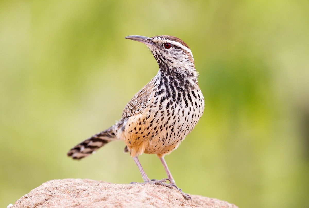 Cactus Wren - ML80489051