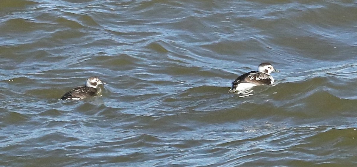 Long-tailed Duck - Charles Lyon