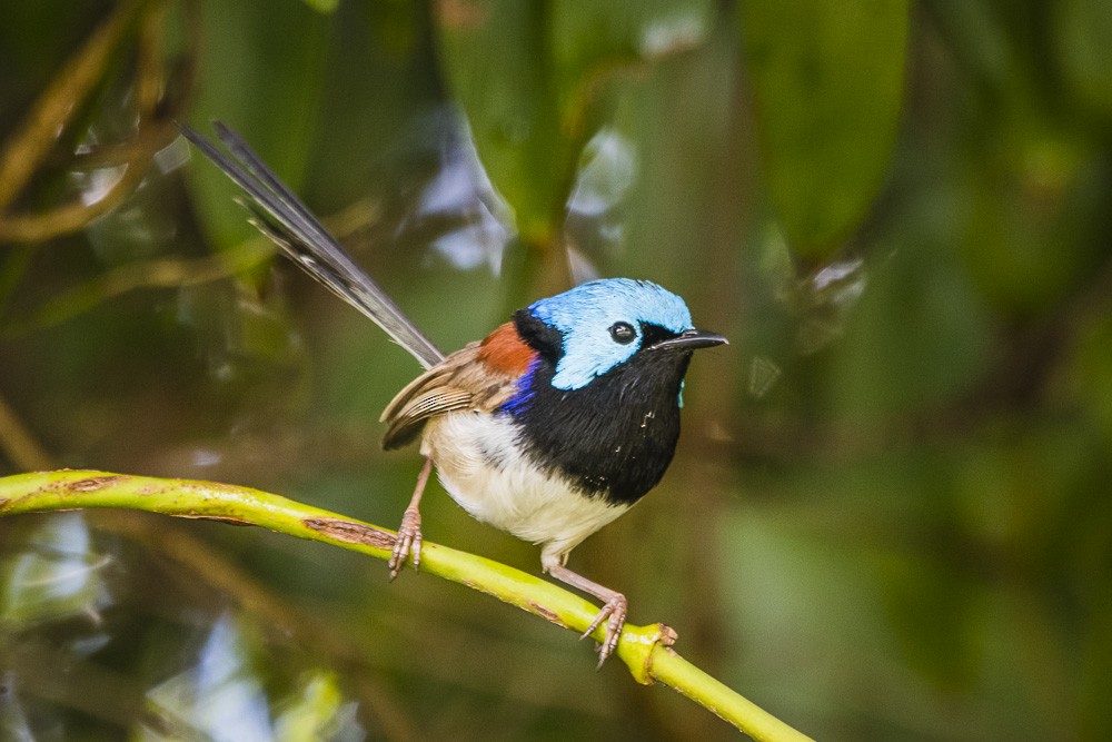 Variegated Fairywren - ML80489661