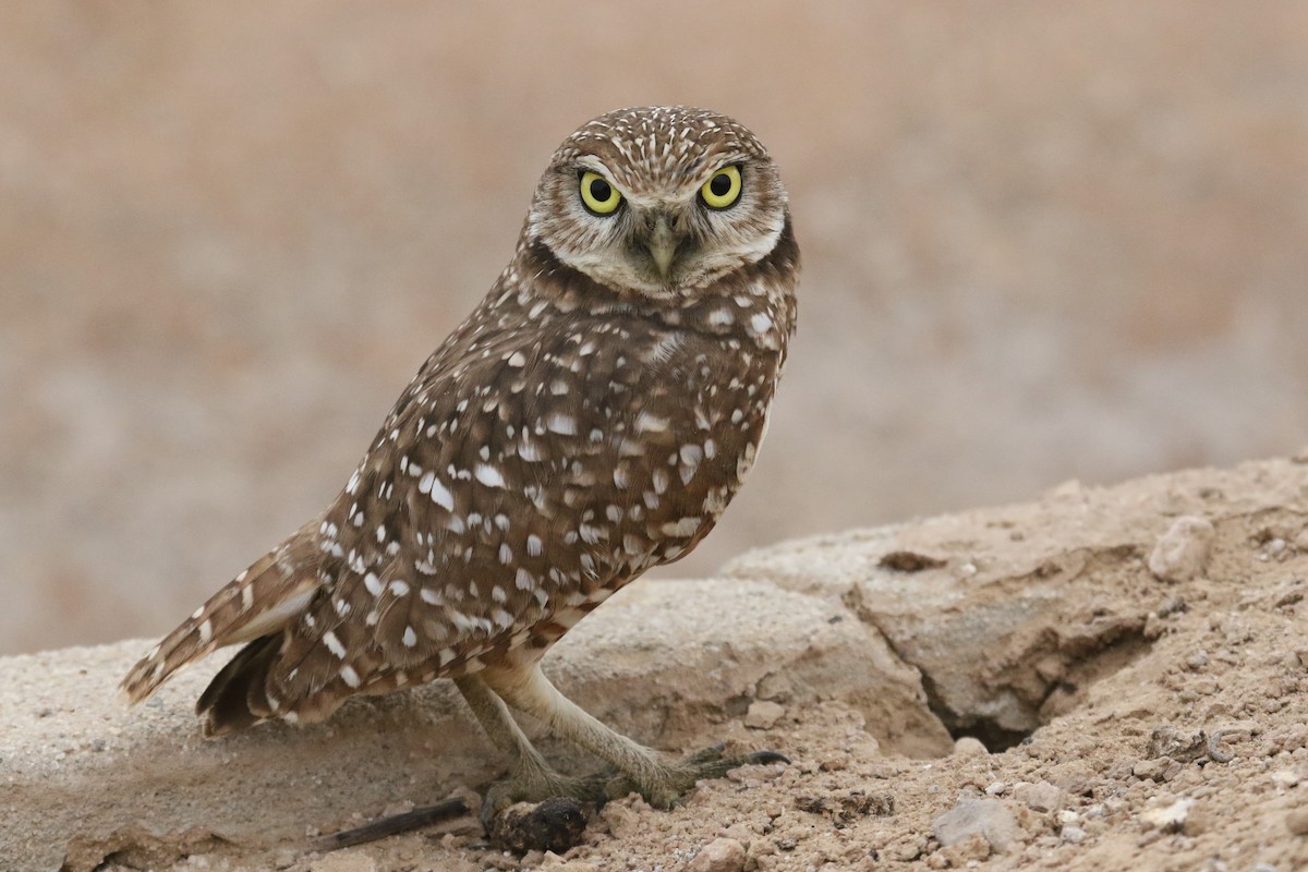 Burrowing Owl - mario balitbit
