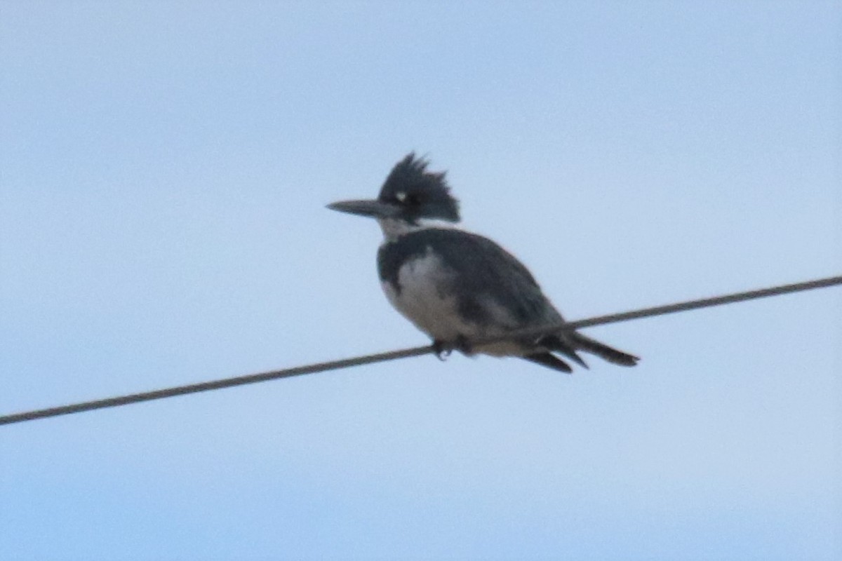 Belted Kingfisher - ML80489711