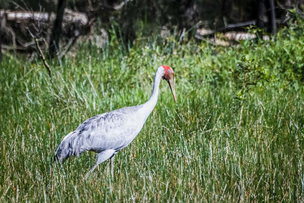 Brolga Turnası - ML80489881