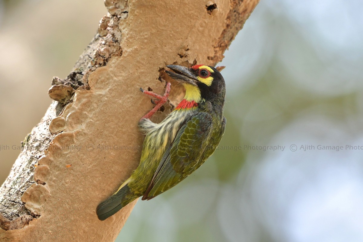 barbet zvučnohlasý - ML80490101