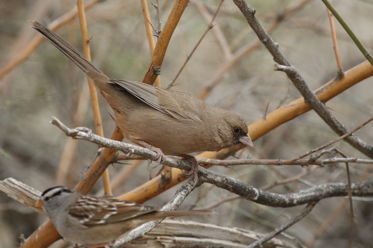 Abert's Towhee - ML80490281