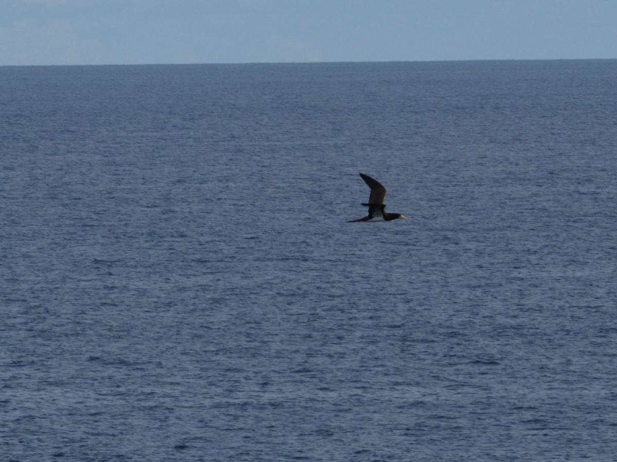 Brown Booby - ML80490951