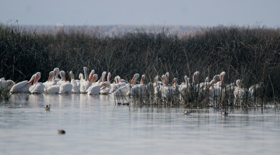 American White Pelican - Paul Lewis