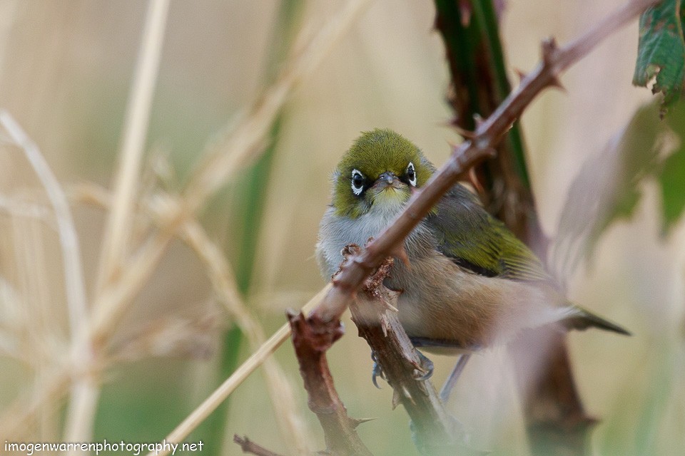 Silvereye - ML80491341