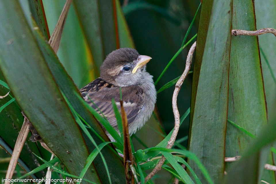 House Sparrow - ML80491371