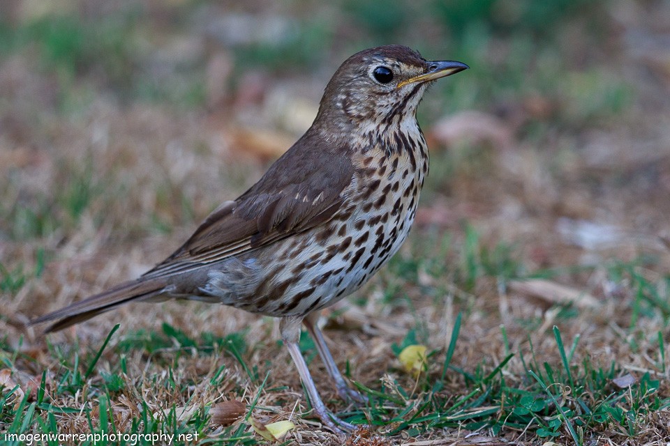 Song Thrush - ML80491591