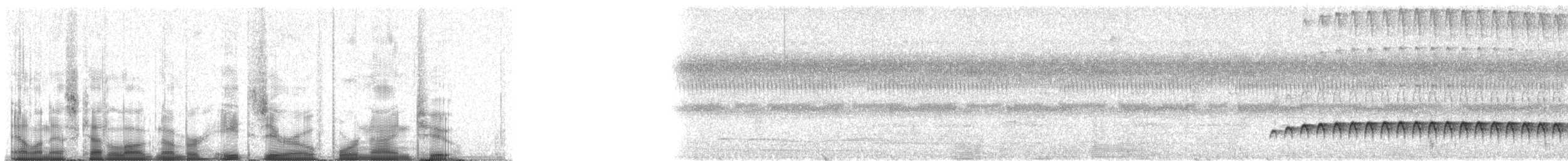 Western Fire-eye (maura Group) - ML80492