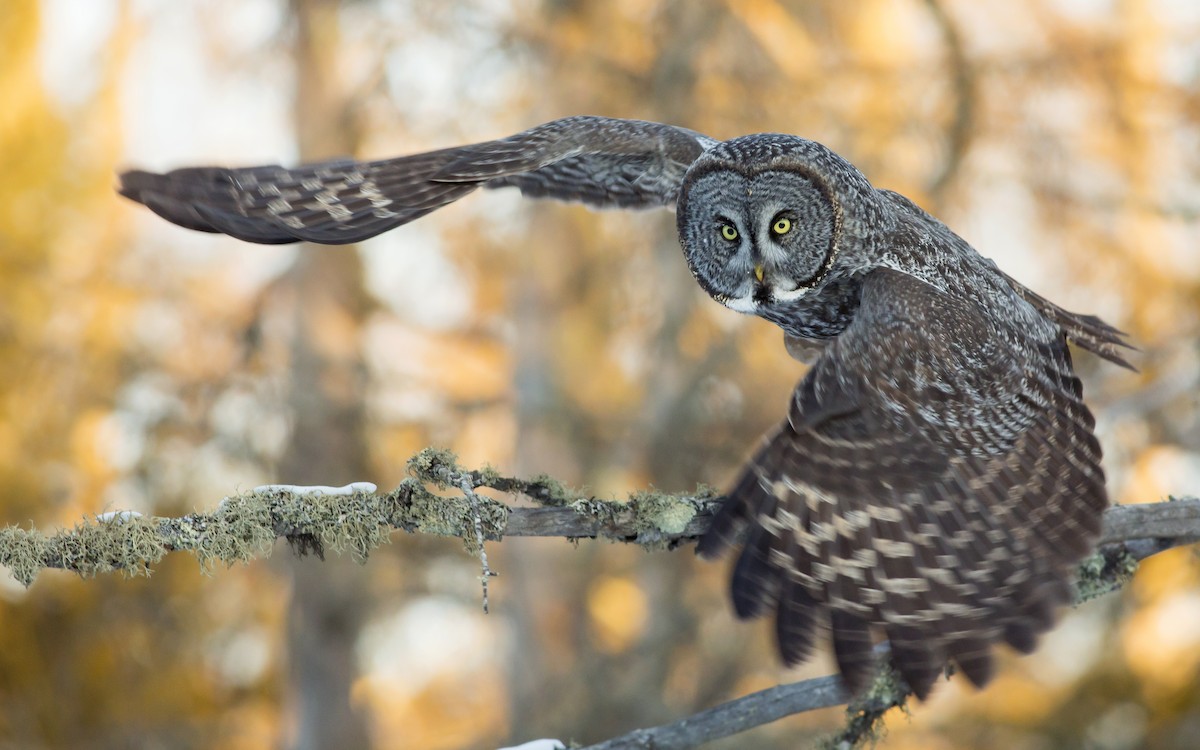 Great Gray Owl - Alex Eberts
