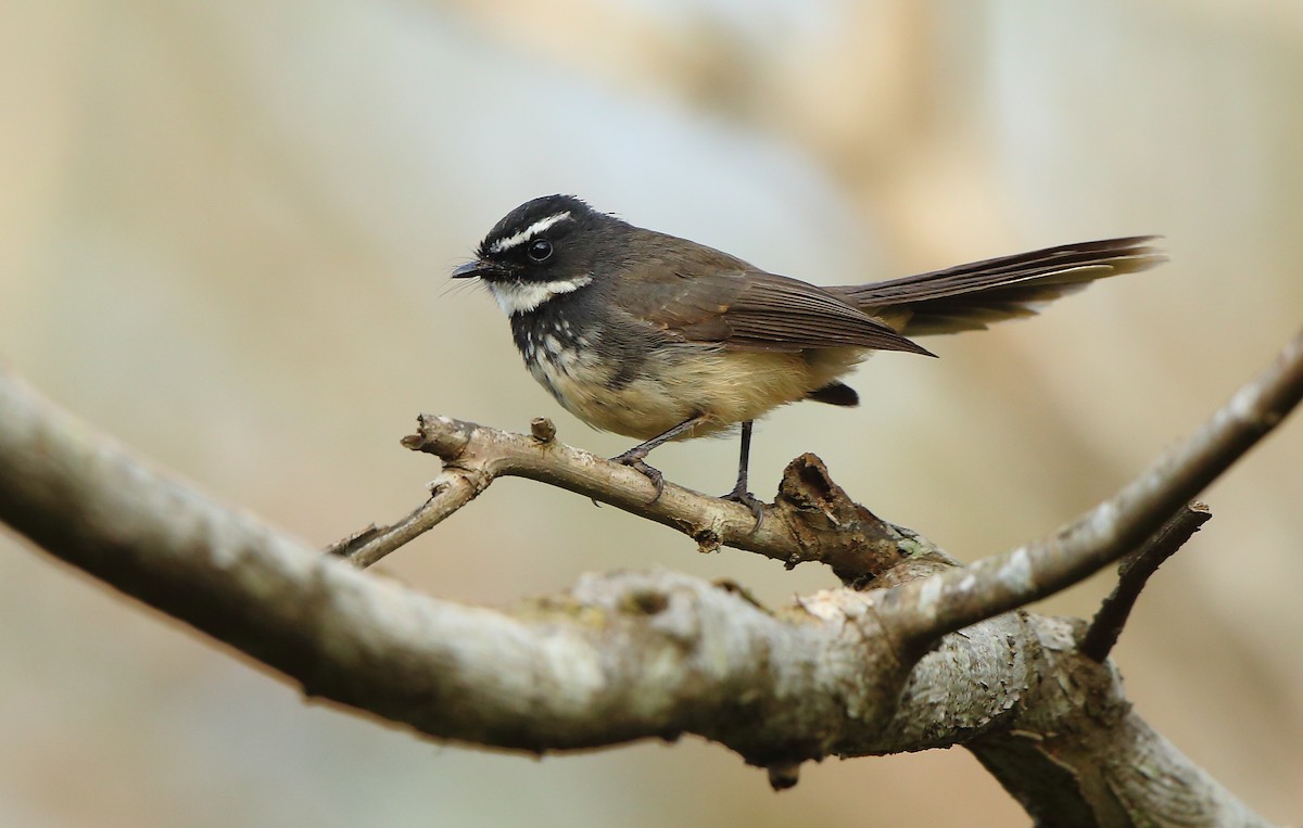 Spot-breasted Fantail - Albin Jacob
