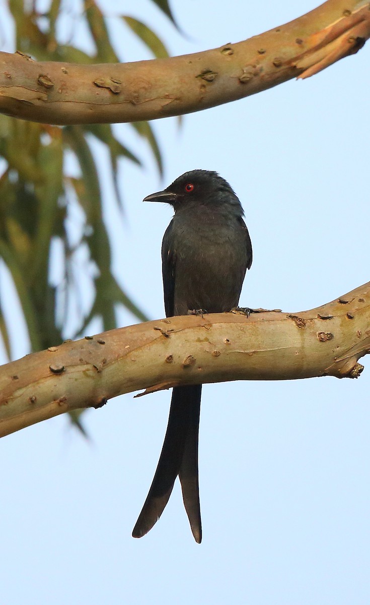 Ashy Drongo - Albin Jacob