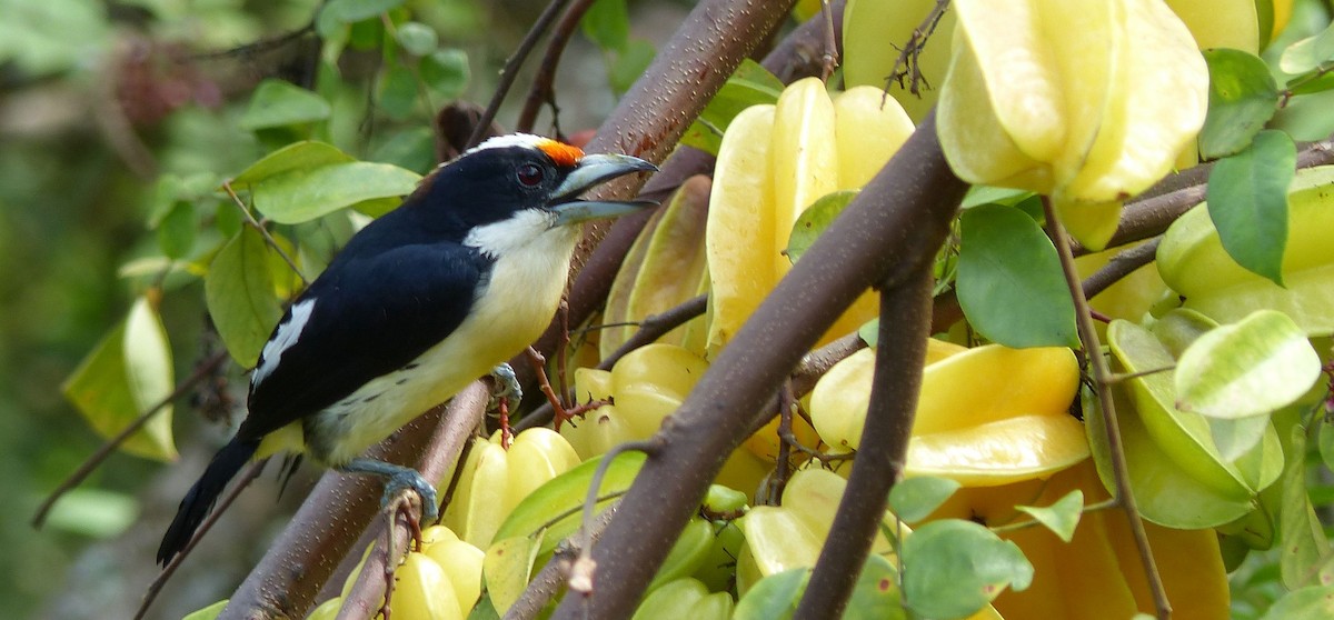 Weißnacken-Bartvogel - ML80493971