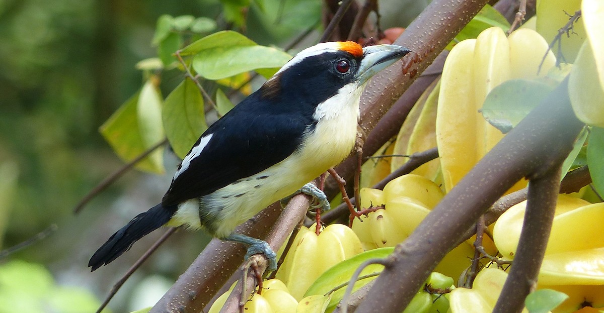 Orange-fronted Barbet - Lisa Brunetti