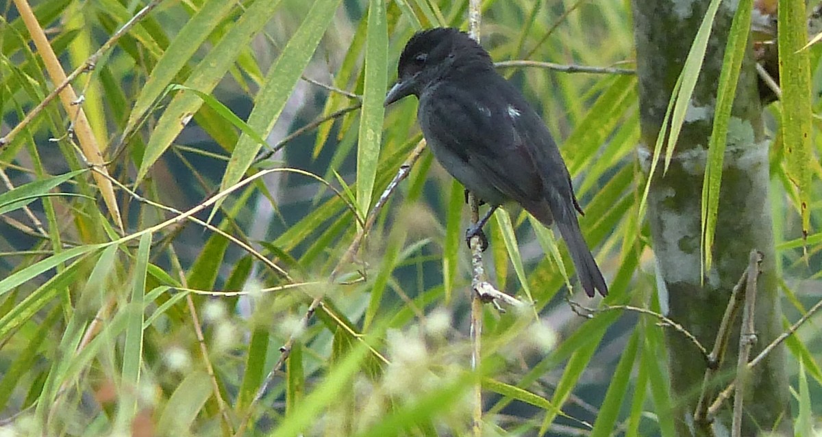 Slaty Becard - Lisa Brunetti