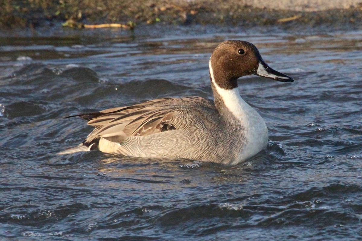 Northern Pintail - ML80494431