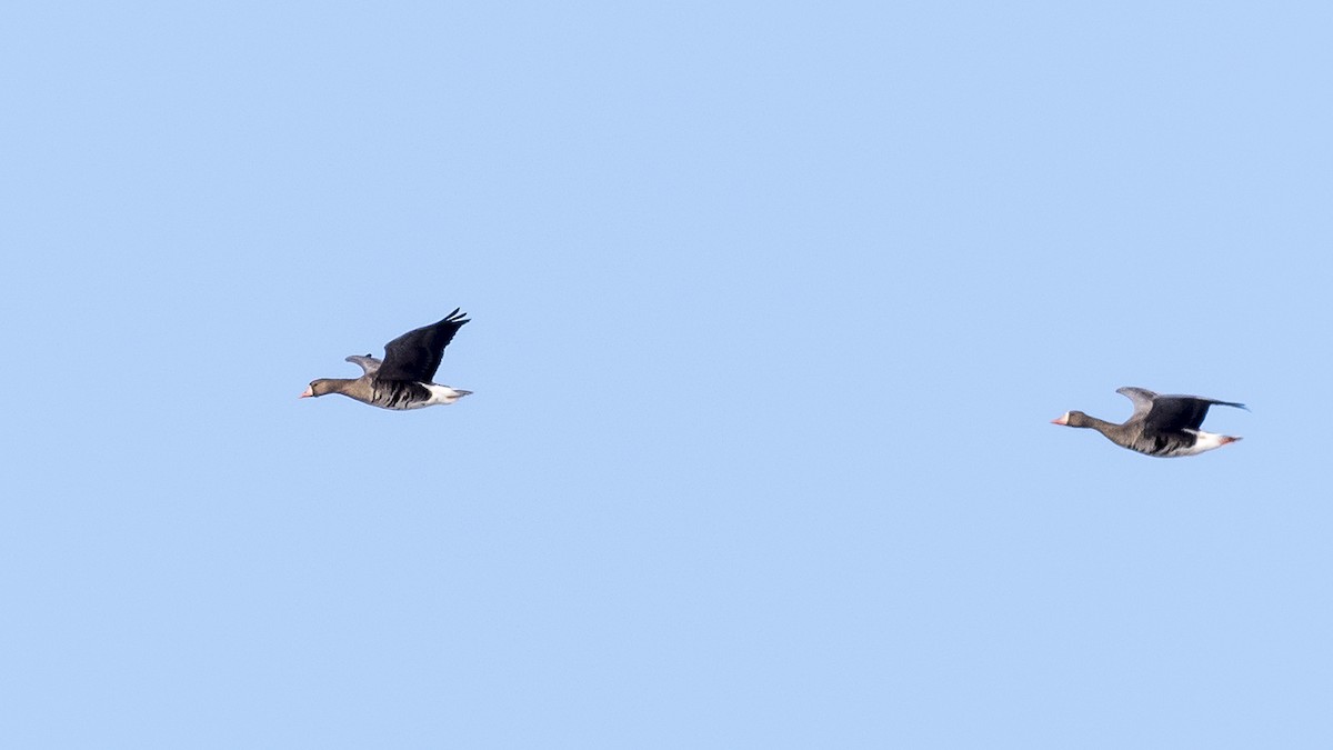 Greater White-fronted Goose - ML80494981
