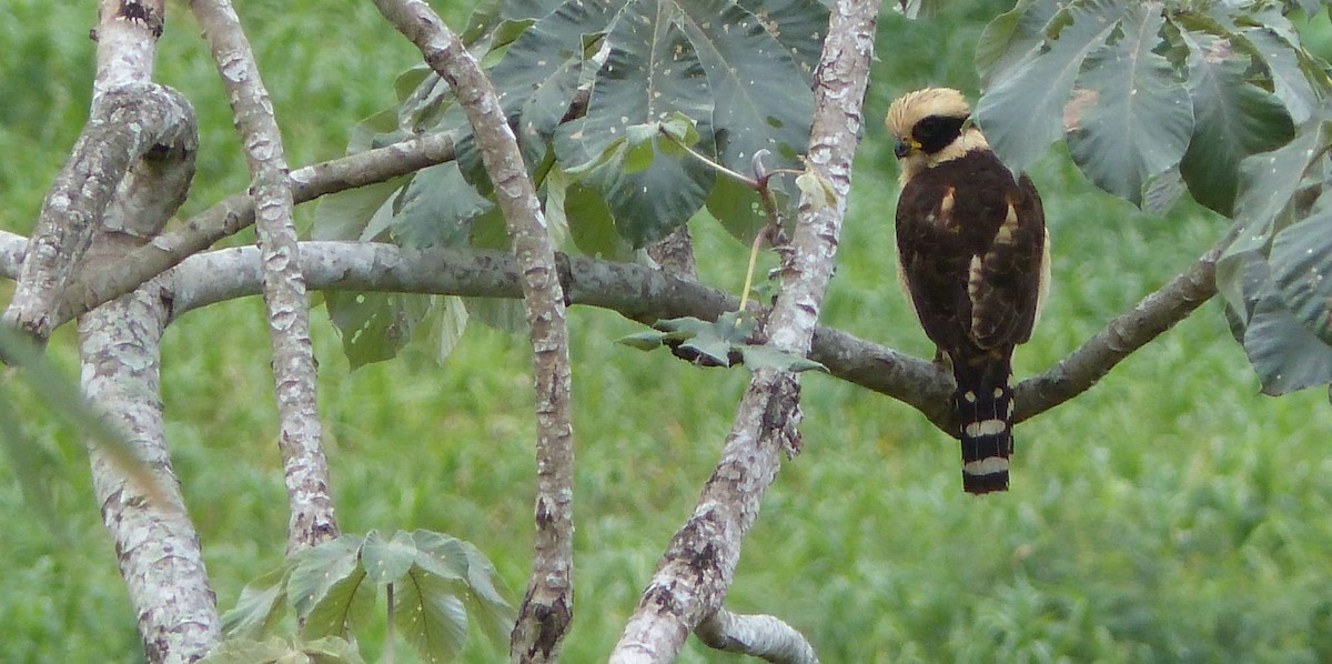 Laughing Falcon - ML80495581