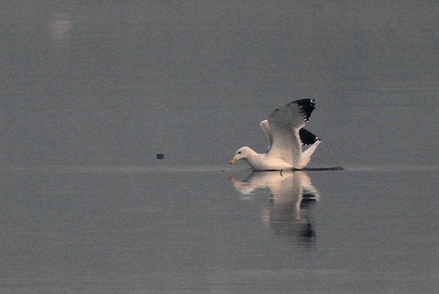 Lesser Black-backed Gull - PANKAJ GUPTA