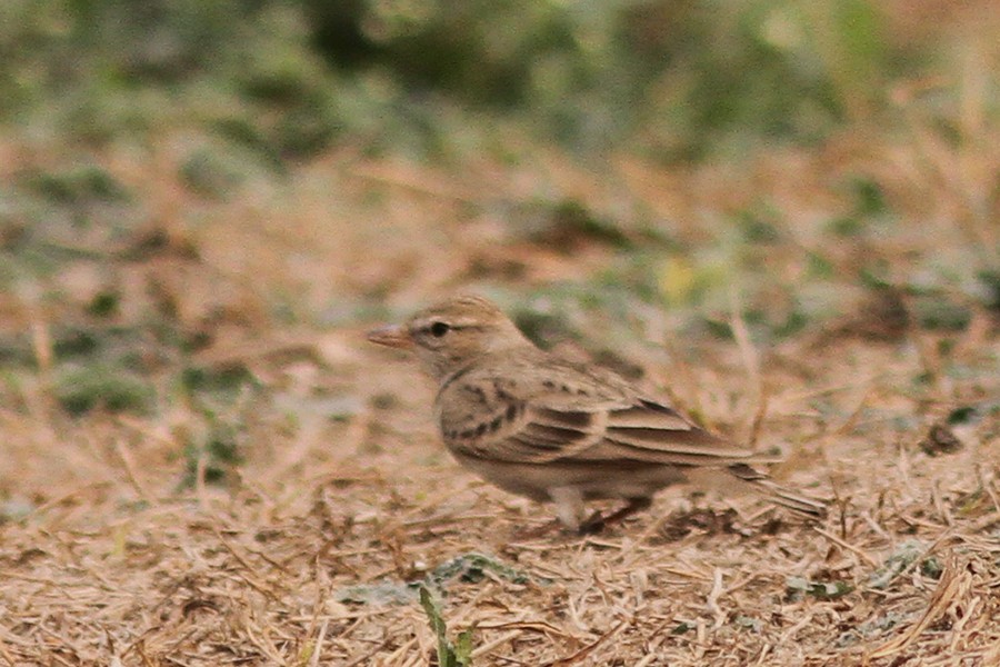 Greater Short-toed Lark - PANKAJ GUPTA