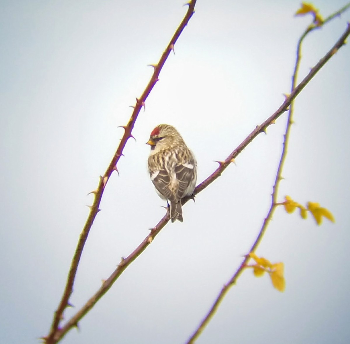 Common Redpoll - ML80497781