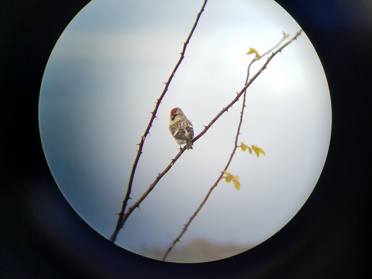 Common Redpoll - Tiffany Manger