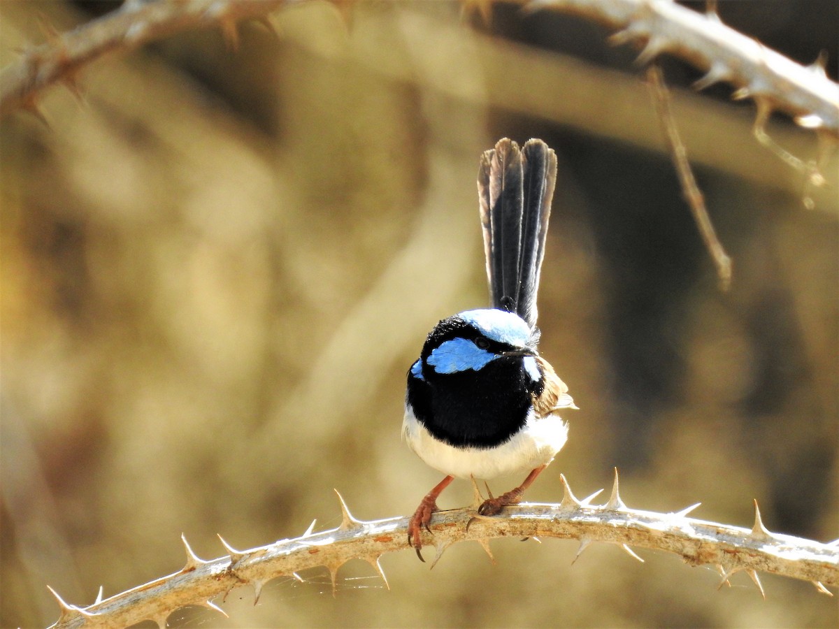 Superb Fairywren - Jeffrey Crawley