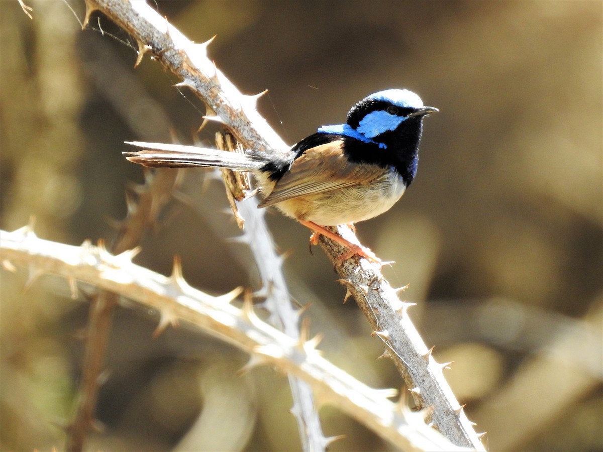 Superb Fairywren - Jeffrey Crawley