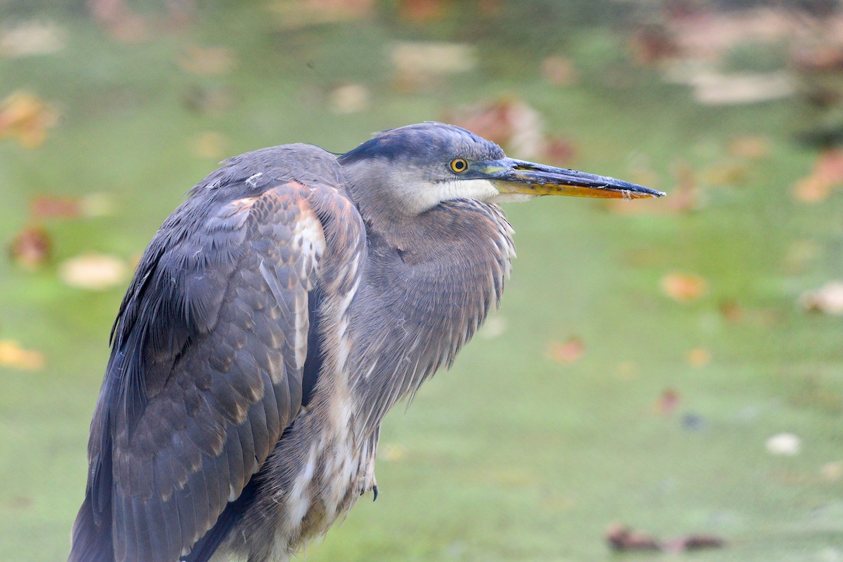 Great Blue Heron - ML80500021