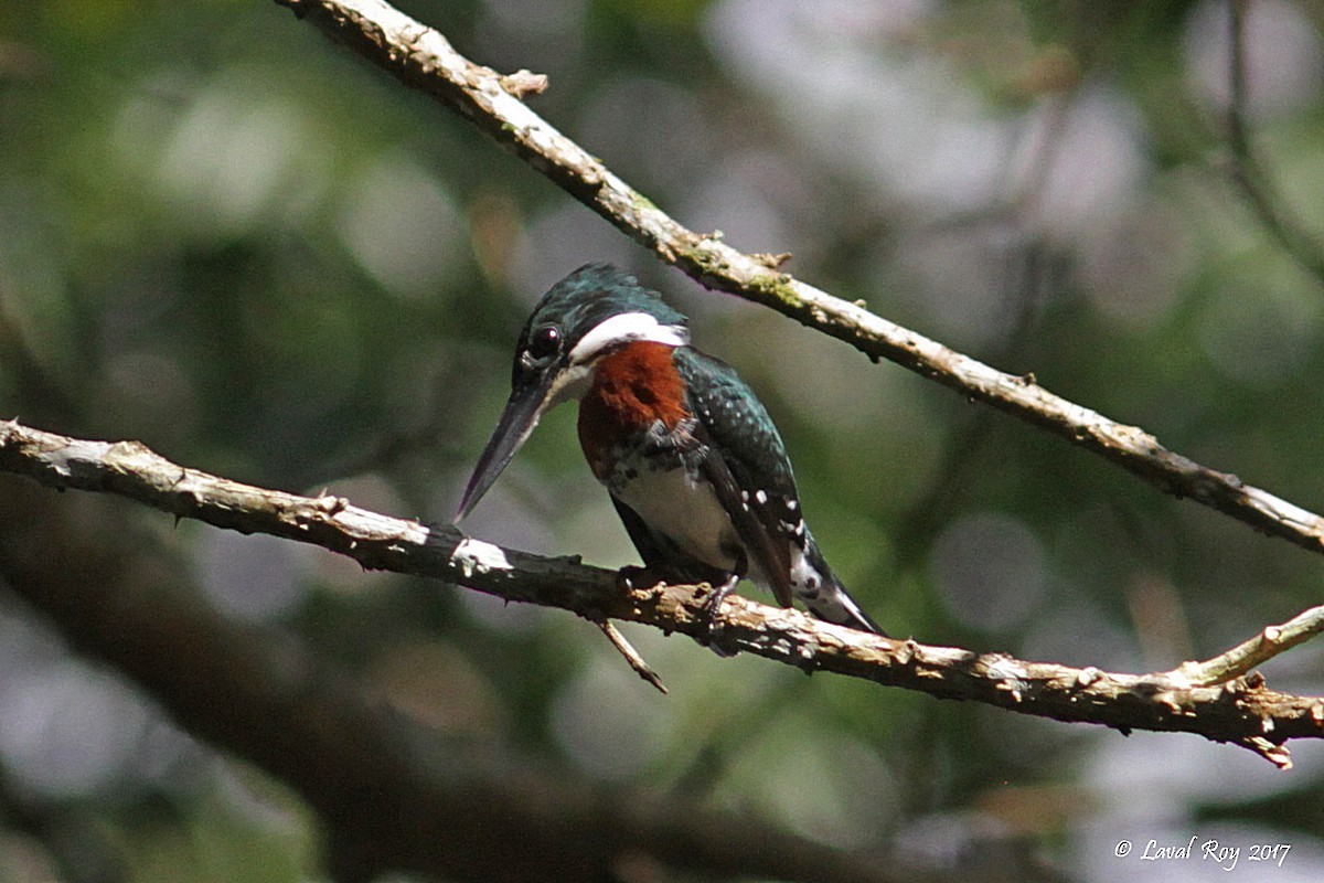 Green Kingfisher - ML80500271