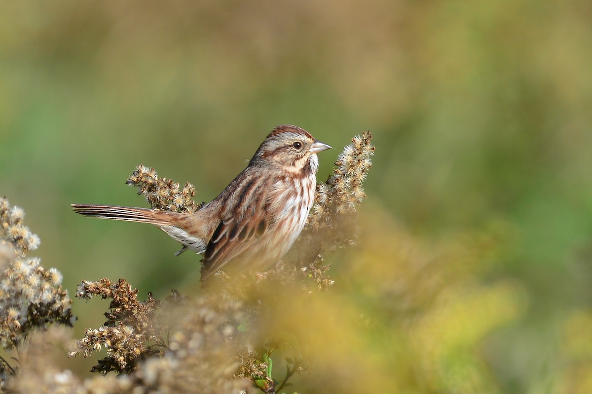 Song Sparrow - George Chiu