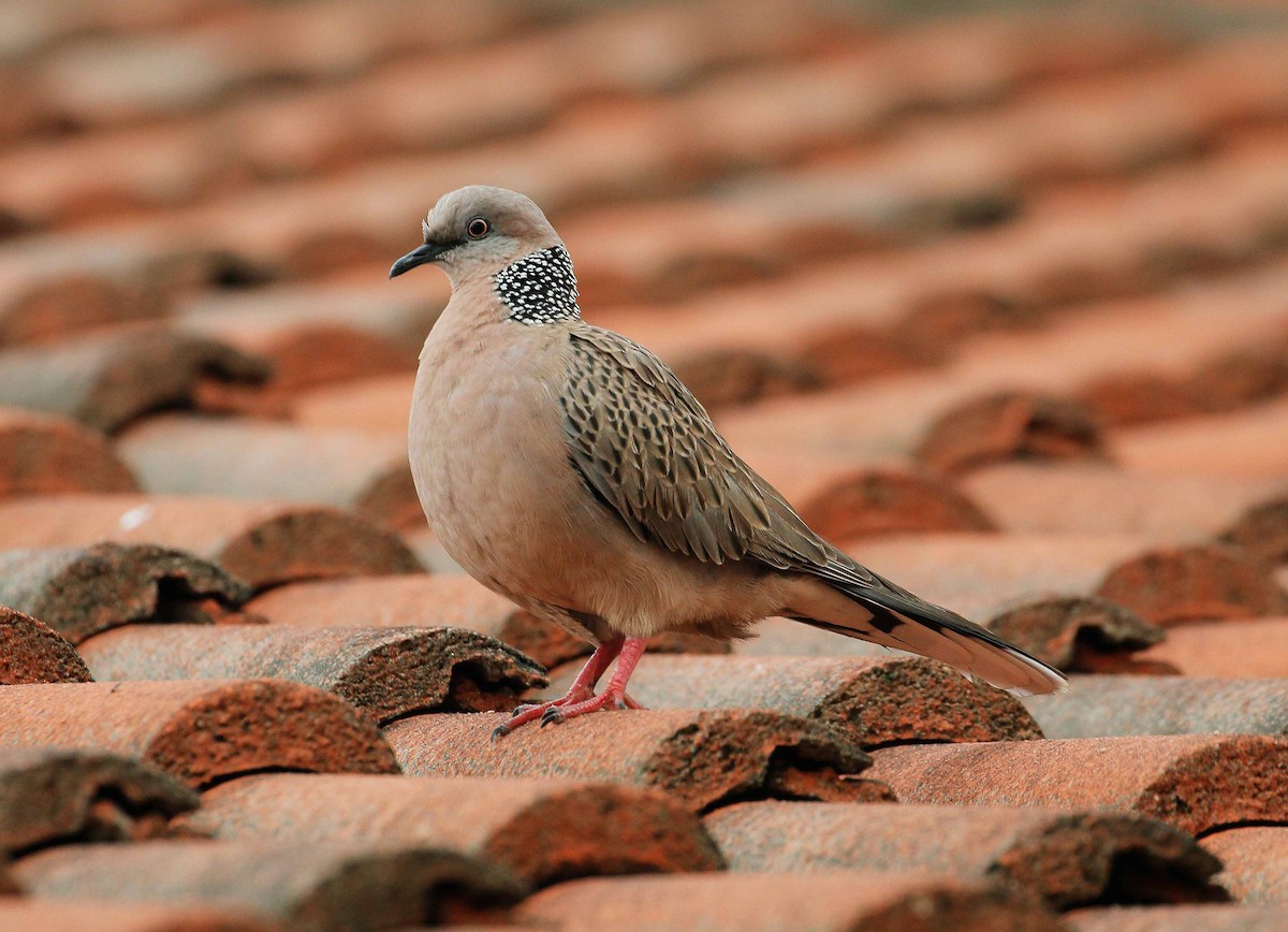 Spotted Dove - ML80501361